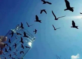 Citate despre libertate și a fi liber